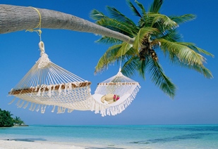 picture of palm trees and hammock